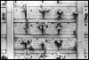 VeniseCimetiere03.jpg