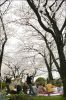 hanami03.jpg