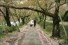 hanami04.jpg