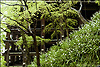 jardins-temples03.jpg