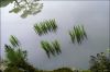 reflets2.jpg
