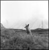 renard-dresse.jpg
