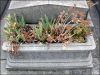Jardiniere.jpg