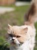 chat-1018786.jpg