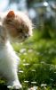 chat-1018819.jpg