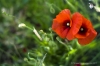 coquelicot-1218475.jpg
