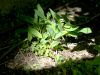 muguet-1173923.jpg