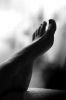 pied-1017265.jpg