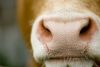 vaches-1178572.jpg
