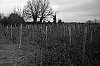 ARBRES005_28129.jpg