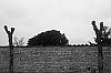 ARBRES009_28129.jpg