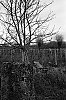 ARBRES011_28129.jpg