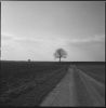 ARBRES1.jpg