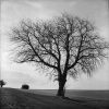 ARBRESBLAD-copie.jpg