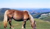 CHEVALPAYSBASQUE-8.jpg