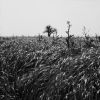 HERBES.jpg