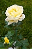 ROSE_DE_CHLOE_-1-.jpg