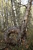 L__arbre_en_rond.jpg