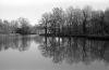 Le_miroir_aux_arbres-800.jpg