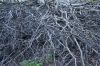 DSC00375.jpg