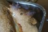 poulet-02696.jpg