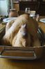poulet-02698.jpg