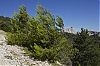 Alpilles.jpg