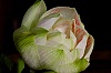 Amaryllis_28129.jpg