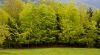 Arbres.jpg