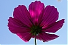 Cosmos_1.jpg