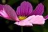 Cosmos_2.jpg