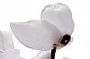 Cyclamen_28129.jpg