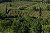 Florence_-1-.jpg