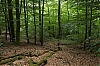 Foret_Vosges_du_Nord.jpg