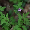 Geranium_vivace_-1-.jpg