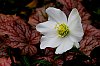 Hellebore.jpg