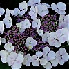 Hortentia_-1-.jpg