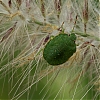 Insecte_-1-.jpg