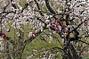 Japon_40.jpg