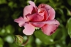 Rose2.jpg