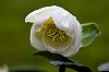 Rose_de_Noel_2.jpg