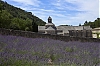 Senanque.jpg