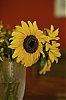 Tournesol.jpg