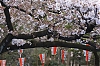 Ueno_8.jpg