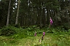 Vosges_1.jpg