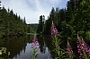 Vosges_2.jpg