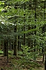Vosges_2_-1-.jpg