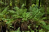 Vosges_5.jpg