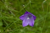 Vosges_8.jpg