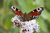 _MG_0054_DxO.jpg